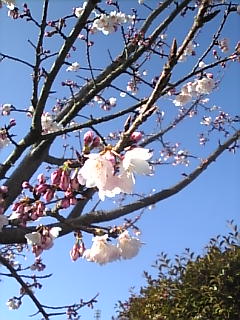 画像: 河津桜