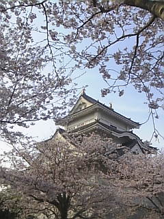 画像: かすみがうら市郷土資料館の桜